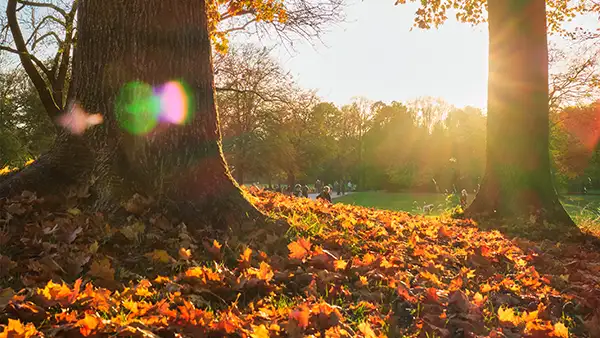 Escena de un bosque en otoño que sirve de inspiración para la paleta de colores de la temporada: tonos naranjas, amarillos y tierra.